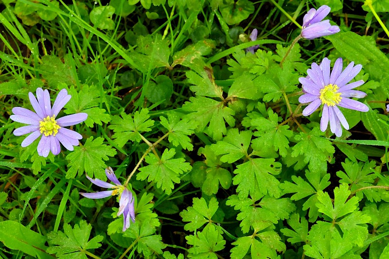 Anemone blanda - © Charles Hipkin