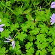 Anemone blanda