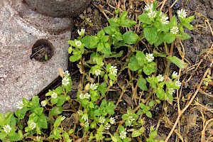 Common Chickweed: Stellaria media