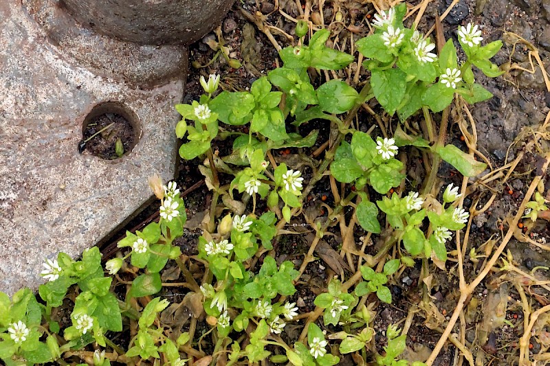 Stellaria media - © Charles Hipkin