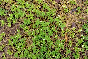 Common Chickweed: Stellaria media