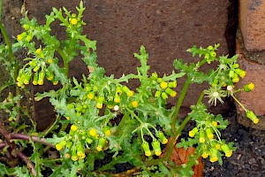 Groundsel: Senecio vulgaris