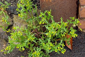 Groundsel: Senecio vulgaris