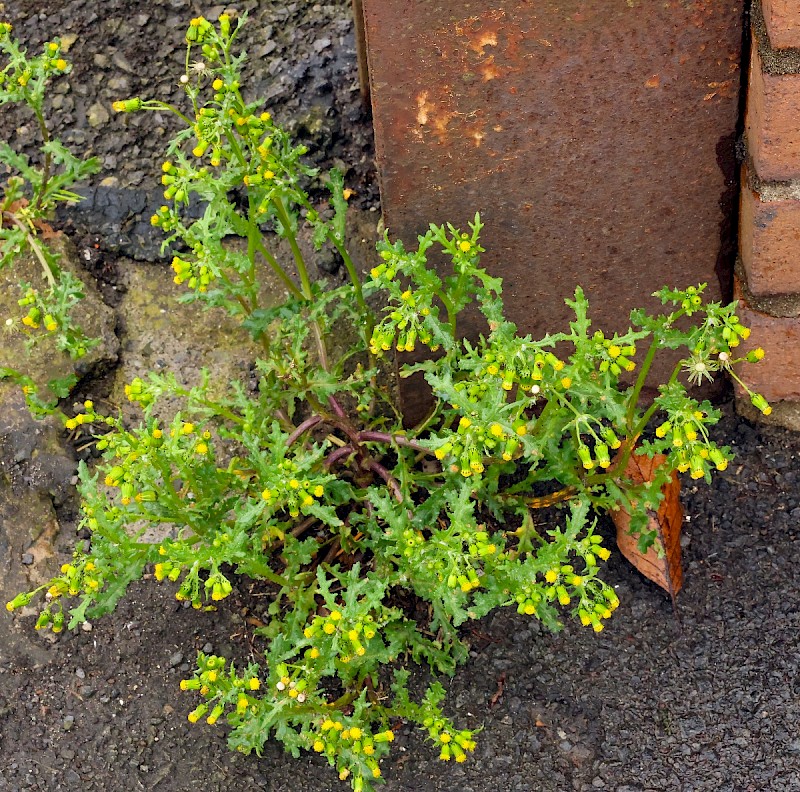 Senecio vulgaris - © Charles Hipkin