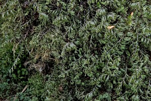 Wilson's Filmy-fern: Hymenophyllum wilsonii