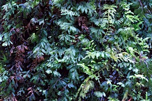 Hymenophyllum wilsonii Wilson's Filmy-fern