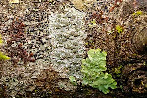 Lecanora chlarotera 