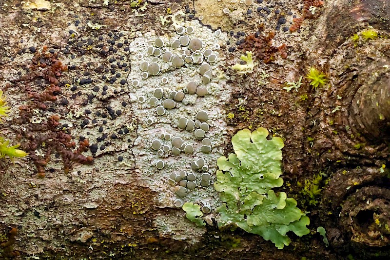 Lecanora chlarotera - © Charles Hipkin