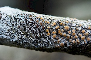 Lecanora argentata 