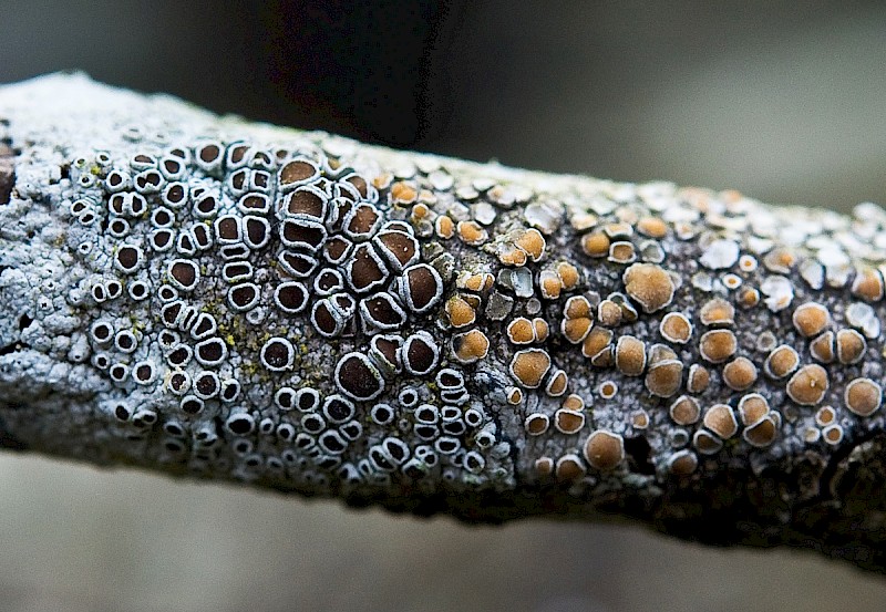 Lecanora argentata - © Charles Hipkin