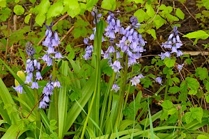 Hyacinthoides hispanica Spanish Bluebell