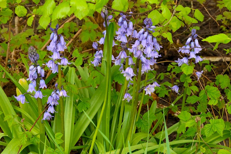 Hyacinthoides hispanica - © Charles Hipkin