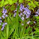 Hyacinthoides hispanica