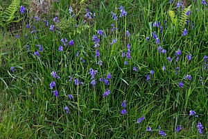 Bluebell: Hyacinthoides non-scripta