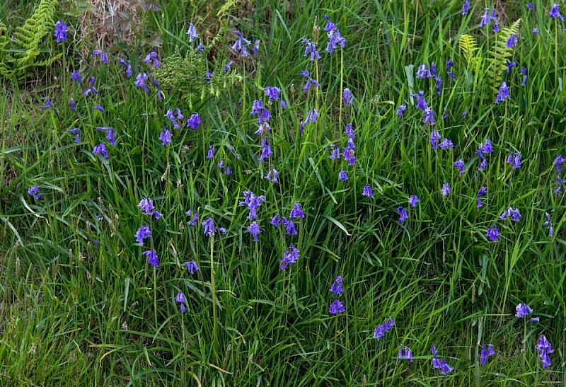 Hyacinthoides non-scripta - © Charles Hipkin