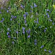 Hyacinthoides non-scripta