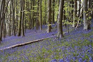 Bluebell: Hyacinthoides non-scripta