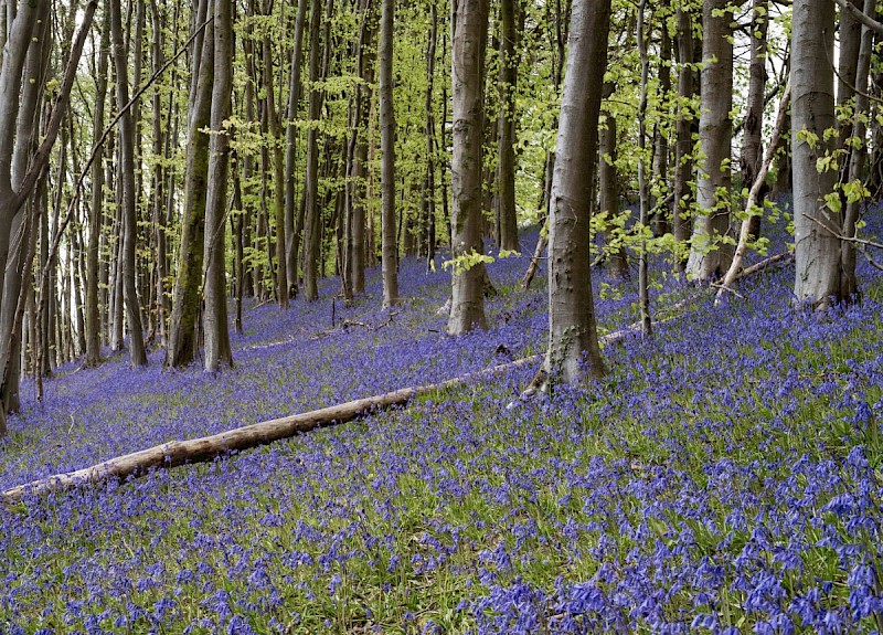 Hyacinthoides non-scripta - © Charles Hipkin