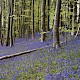 Hyacinthoides non-scripta