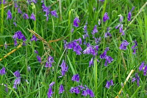 Hyacinthoides non-scripta Bluebell