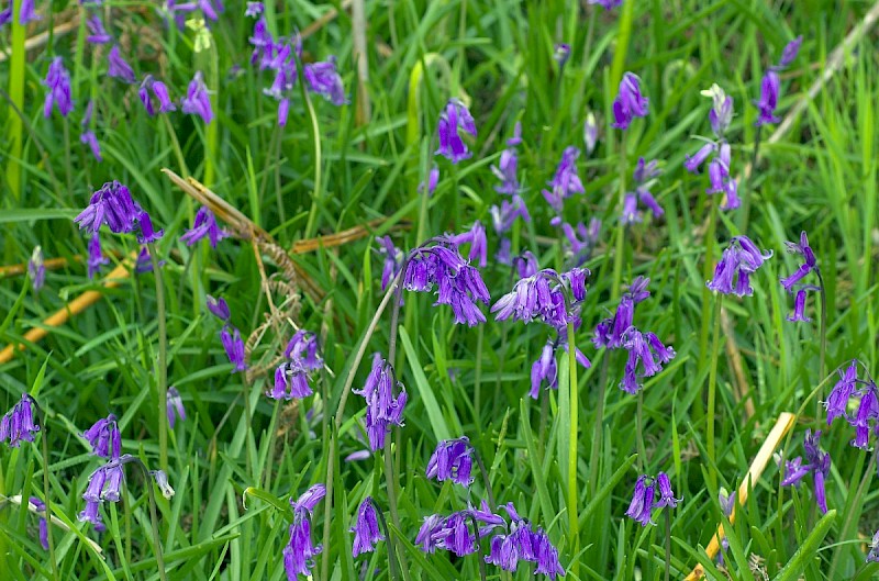 Hyacinthoides non-scripta - © Charles Hipkin