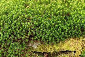 Bank Haircap: Polytrichum formosum