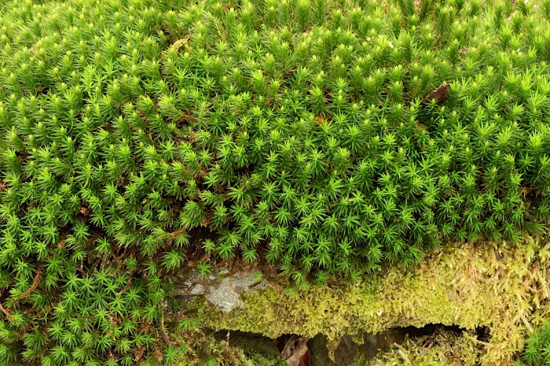 Polytrichum formosum - © Charles Hipkin