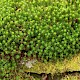 Polytrichum formosum