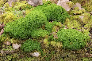 Bank Haircap: Polytrichum formosum