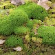 Polytrichum formosum