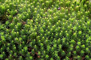 Bank Haircap: Polytrichum formosum