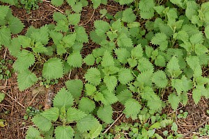 Common Nettle: Urtica dioica