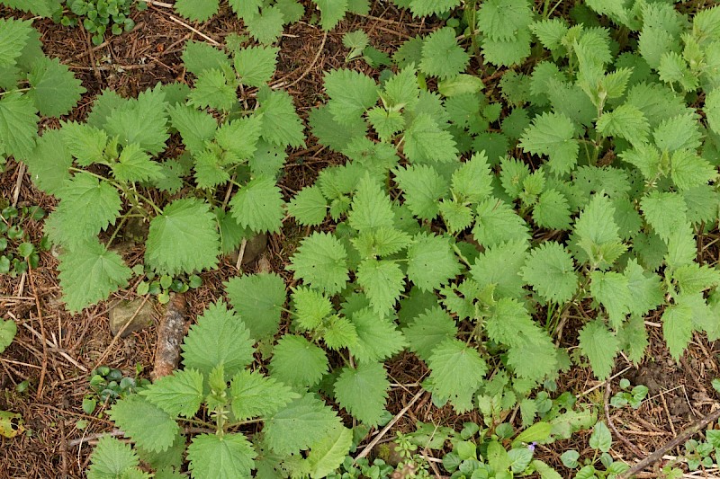 Urtica dioica - © Charles Hipkin