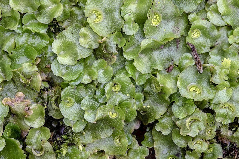 Lunularia cruciata - © Charles Hipkin