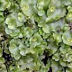 Lunularia cruciata