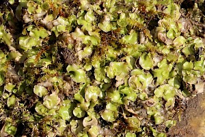 Crescent-cup Liverwort: Lunularia cruciata