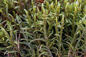 Pleurozium schreberi Red-stemmed Feather-moss