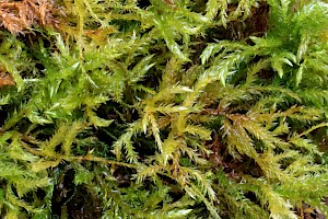 Larger Mouse-tail Moss: Isothecium alopecuroides