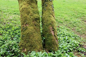 Larger Mouse-tail Moss: Isothecium alopecuroides