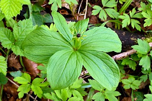 Melanthiaceae (Liliaceae)