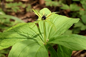 Herb-paris: Paris quadrifolia