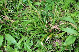 Thin-spiked Wood-sedge: Carex strigosa