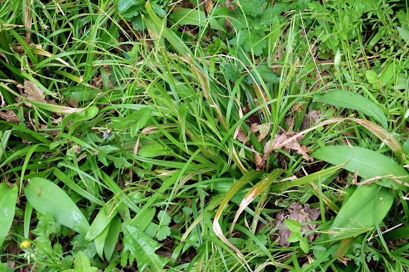 Carex strigosa - © Charles Hipkin