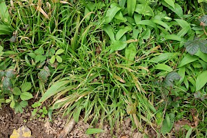 Thin-spiked Wood-sedge: Carex strigosa