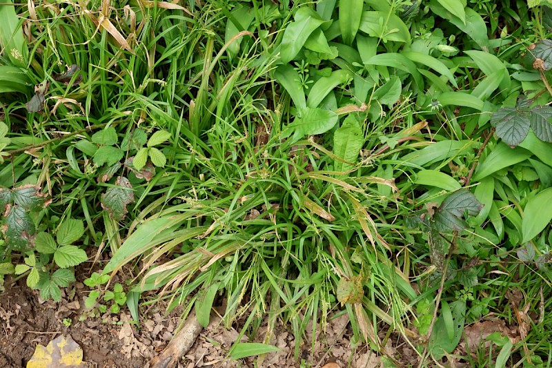 Carex strigosa - © Charles Hipkin