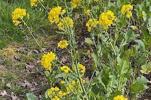 Turnip: Brassica rapa