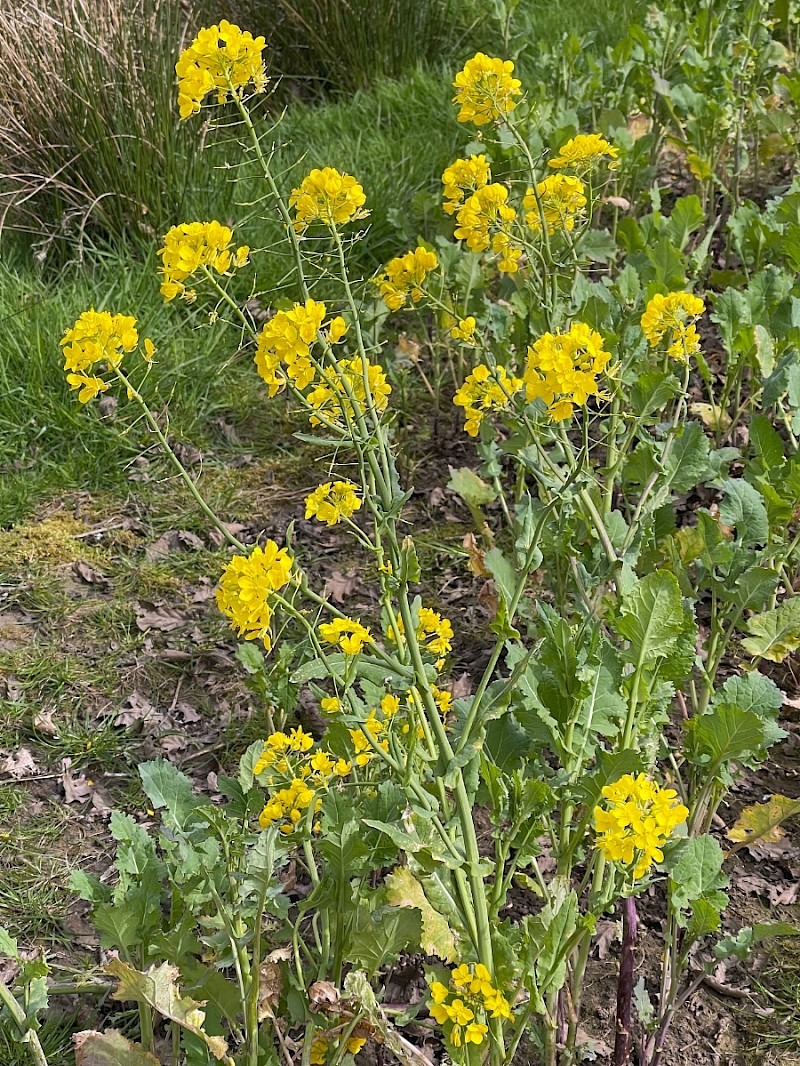 Brassica rapa - © Charles Hipkin