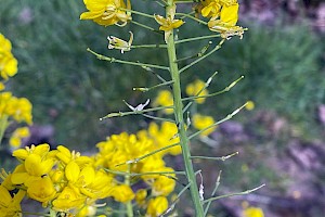 Turnip: Brassica rapa