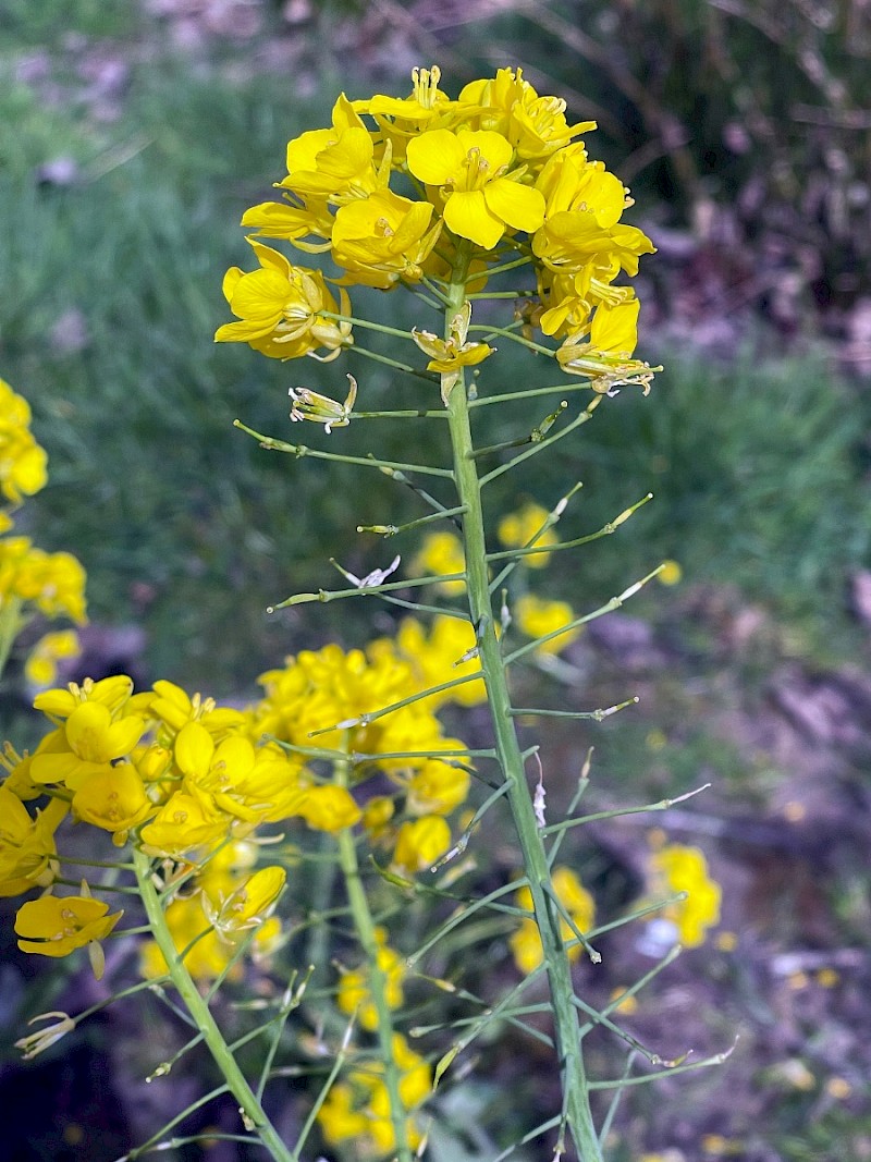 Brassica rapa - © Charles Hipkin