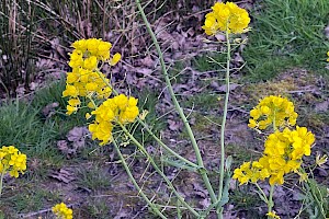 Brassica rapa Turnip